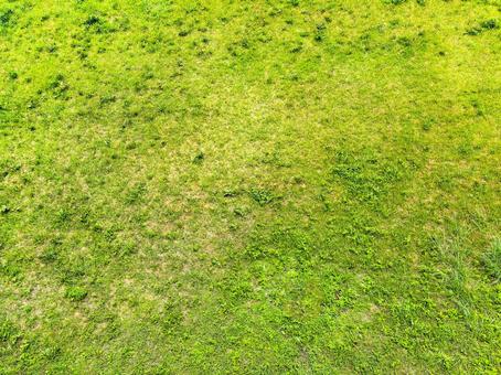 Grass background, JPG Grass background, JPG