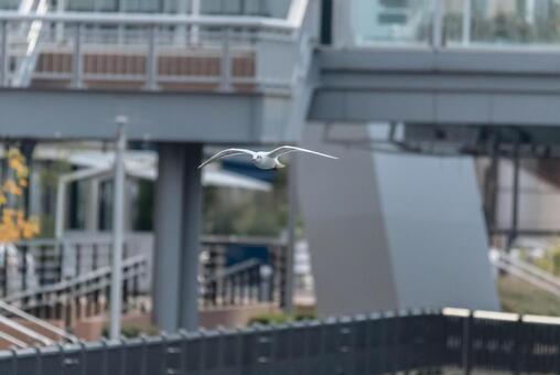 飛行するユリカモメ 飛行するユリカモメの写真