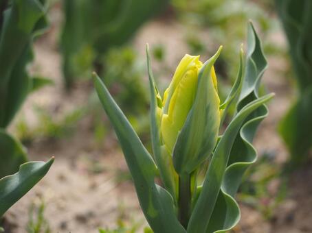 チューリップ　マリージョー　つぼみ⑥ チューリップ,花,春の花の写真素材