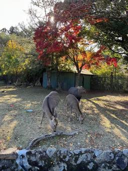 奈良公園の鹿 奈良公園,鹿,紅葉の写真素材