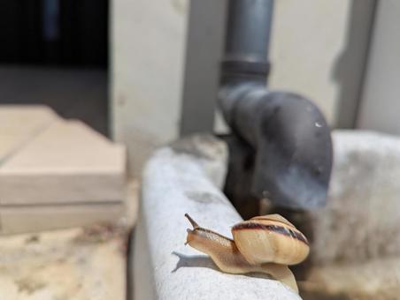 snails, JPG snails, JPG