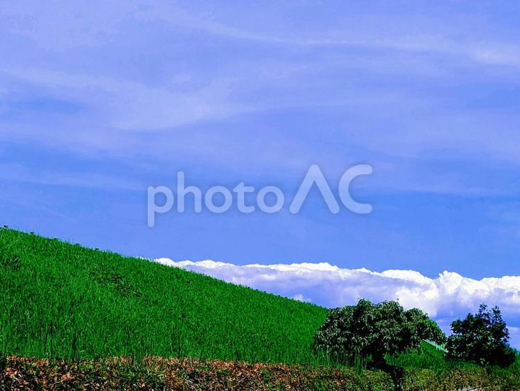 緑の大地と青空のコントラスト　夏の風景 青空,緑,夏空の写真素材