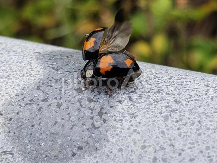 羽を広げるテントウムシ てんとう虫,テントウムシ,昆虫の写真素材