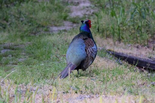 Pheasant screams, pheasant, spring, kiji, JPG