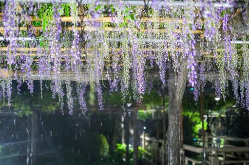 亀戸天神社の藤の花 ライトアップ 亀戸天神社の藤の花 ライトアップの写真