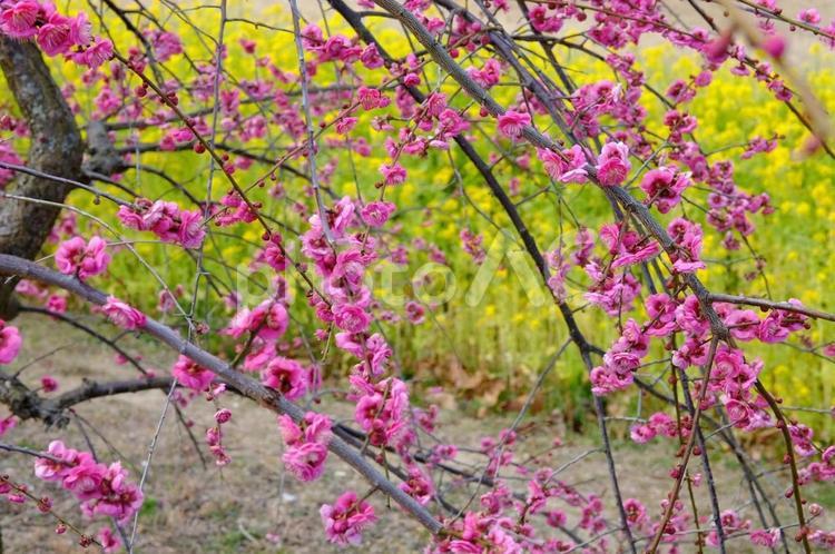 梅の花　加古川みとろフルーツパーク 梅の花,花,植物の写真素材