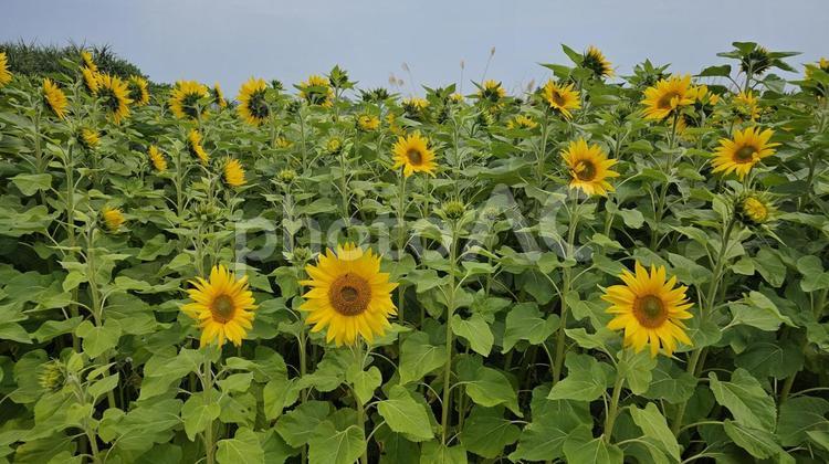 ヒマワリ ヒマワリ,花,植物の写真素材