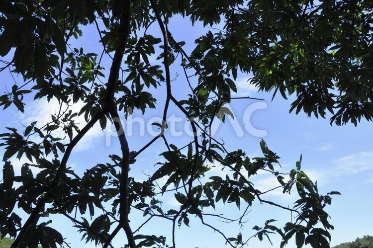 栗の木 栗の木,空,夏の写真素材