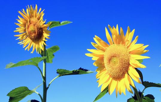 Photo, sunflower, summer, blue sky, 