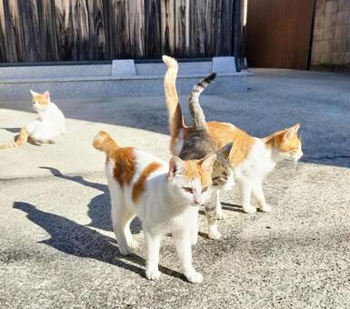 猫軍団 猫,野良猫,子猫の写真素材