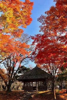 紅葉　長野県　懐古園 紅葉,長野県,懐古園の写真素材