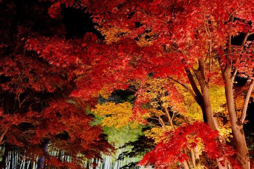 ライトアップされた紅葉 紅葉,秋,夜景の写真素材