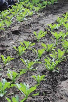 春菊の苗 春菊の苗 春菊,シュンギク,苗の写真素材