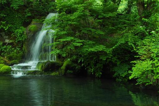 小さい滝 滝,池,森の写真素材
