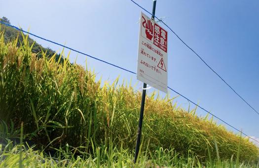 稲穂と電気柵 稲穂と電気柵 米,お米,白米の写真素材