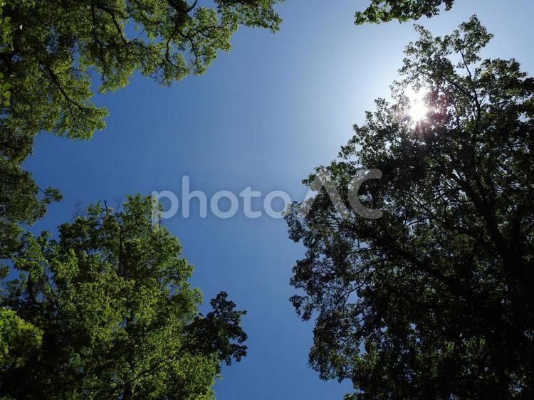 北海道の初夏の空 空,青空,木の写真素材
