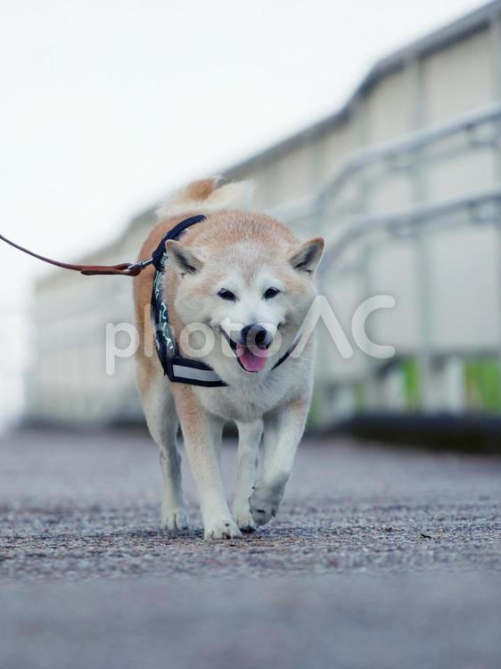お散歩する柴犬 犬,柴犬,可愛い犬の写真素材