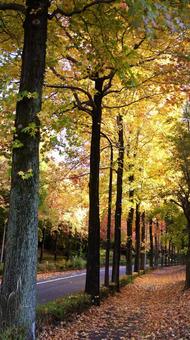 紅葉-1289 紅葉,アメリカ楓,もみじ葉楓の写真素材