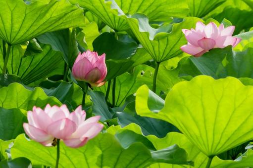 蓮 蓮,ハス,不忍池の写真素材