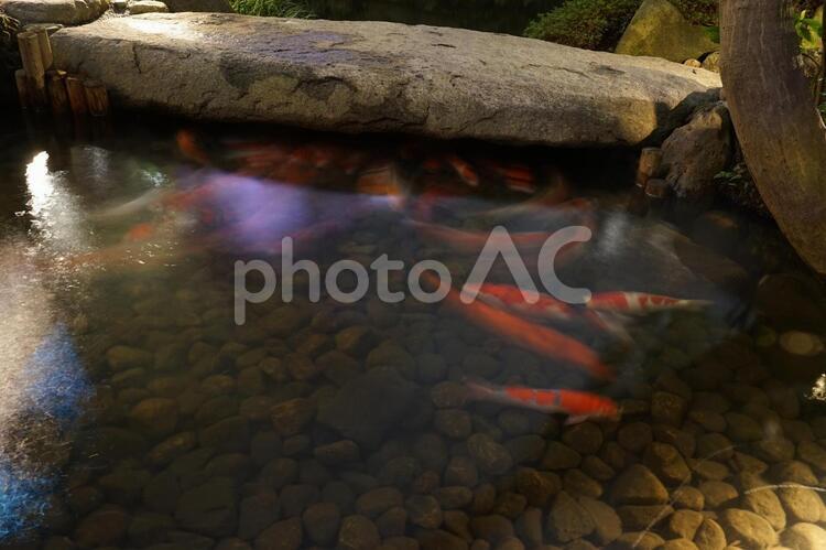 日本庭園を泳ぐ鯉のイメージ 日本庭園,庭園,鯉の写真素材