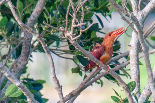 リュウキュウアカショウビン リュウキュウアカショウビンの写真