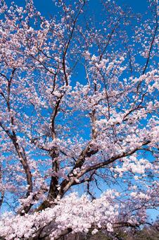 満開の桜 満開の桜の写真