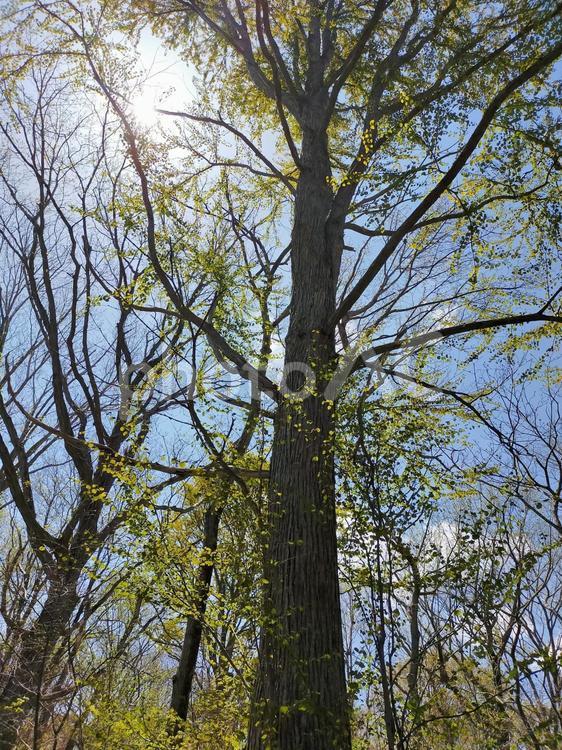 新緑の樹木の間から眩しい日の光 木,樹木,木々の写真素材