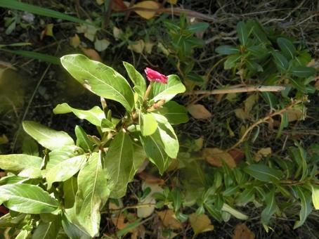 秋に咲く花 秋に咲く花の写真