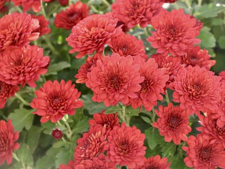 赤い菊 菊,キク,赤の写真素材