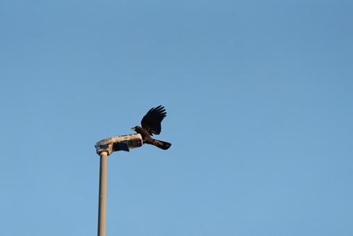 街灯の上に降り立つカラス 街灯の上に降り立つカラス カラス,野鳥,鳥の写真素材