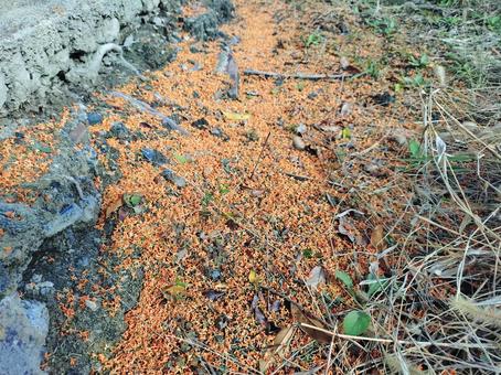落ちたキンモクセイの花 キンモクセイ,金木犀,花の写真素材