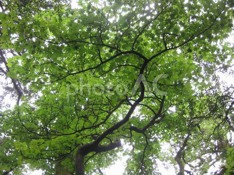 木漏れ日 自然,風景,森の写真素材