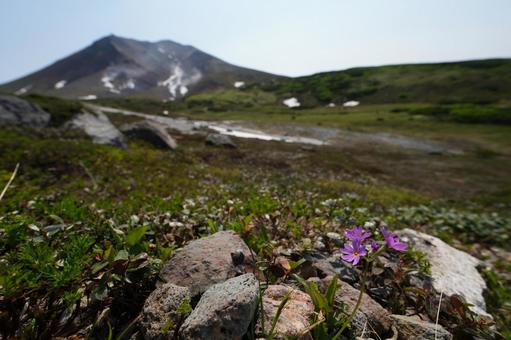 大雪山とエゾコザクラ 大雪山とエゾコザクラ 高山植物,エゾコザクラ,花の写真素材