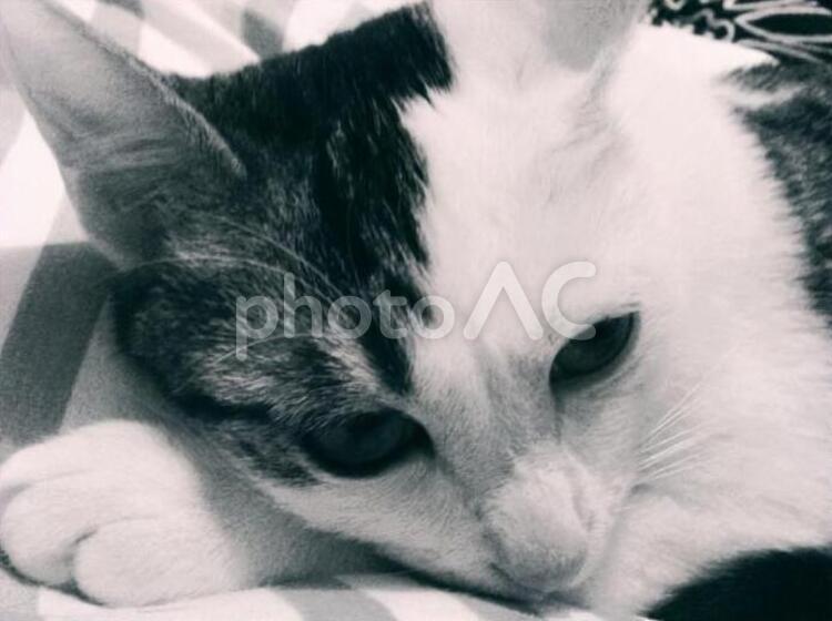 005　おねむの猫　 猫,アンニュイ,眠いの写真素材