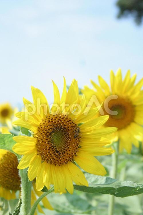 夏の象徴、ひまわり ひまわり,夏,青空の写真素材