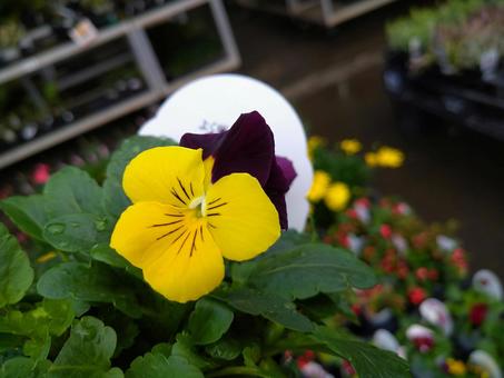 可愛いパンジー 可愛いパンジーの写真