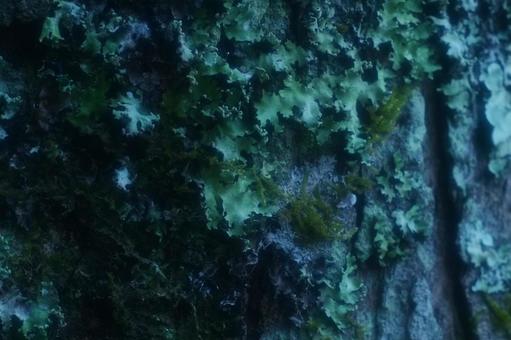 背景に合う苔 背景に合う苔の写真