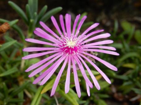 【花の写真】マツバギク(松葉菊) 【花の写真】マツバギク(松葉菊)の写真