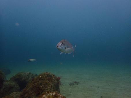 Photo, sea, creatures, the scenery, 