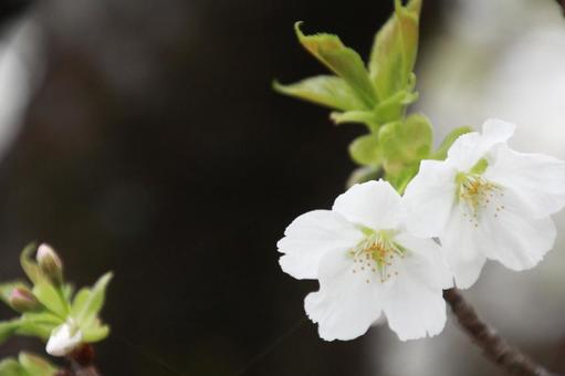 満開の桜の花 満開の桜の花の写真