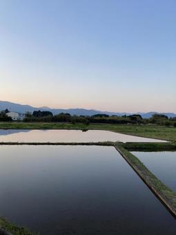 夕暮れの水田の写真