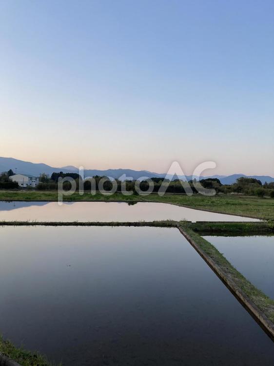 夕暮れの水田 田んぼ,夕方,たそがれの写真素材