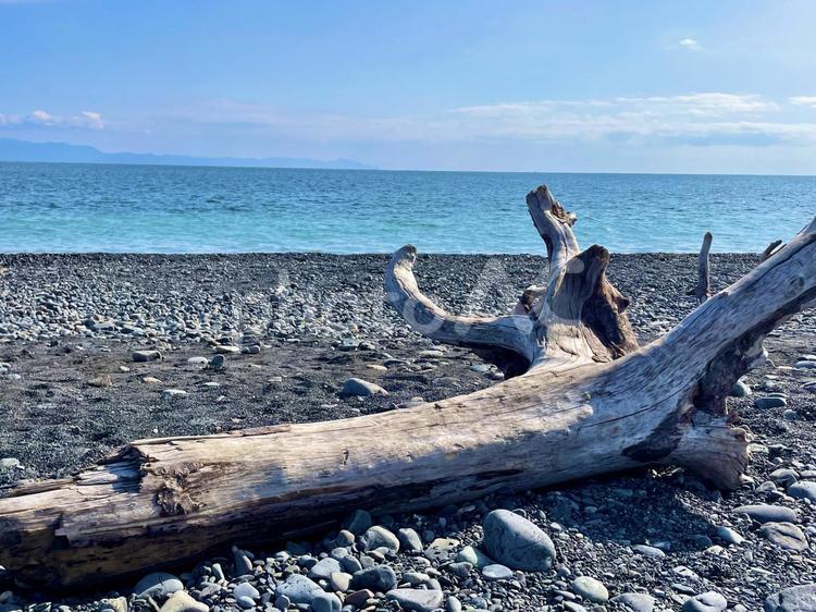 水平線　流木 水平線,流木,海の写真素材