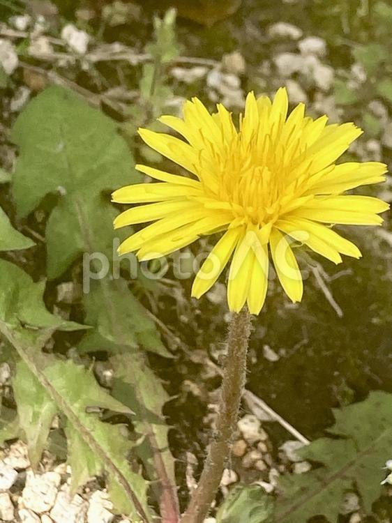 たんぽぽ単体　縦 たんぽぽ,タンポポ,春の写真素材