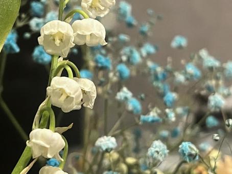 花 花 花,鈴蘭,スズランの写真素材