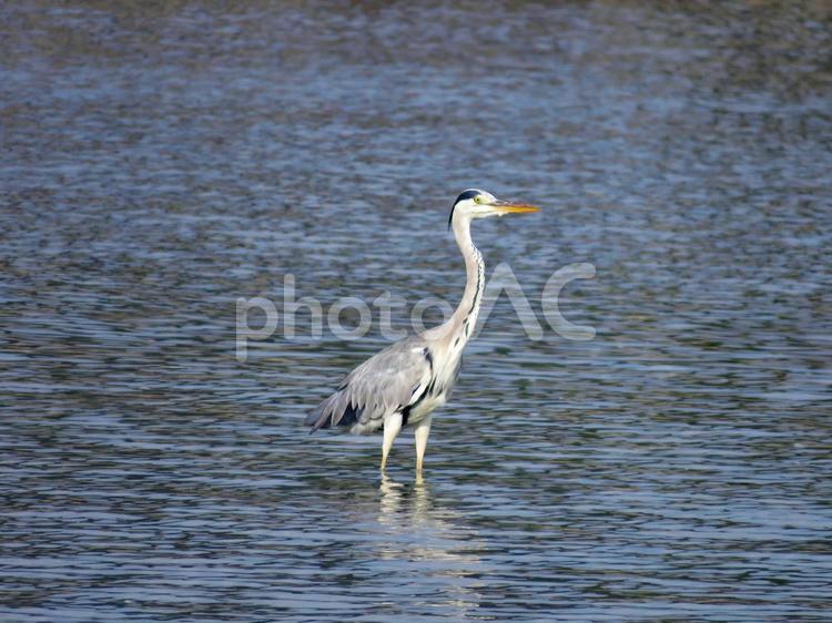 川に佇むアオサギ アオサギ,野鳥,動物の写真素材