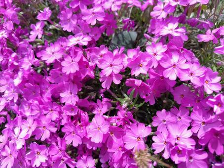 芝桜 花,自然,春の写真素材