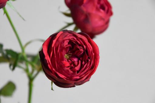 赤い薔薇 フラワー,ばら,flowerの写真素材