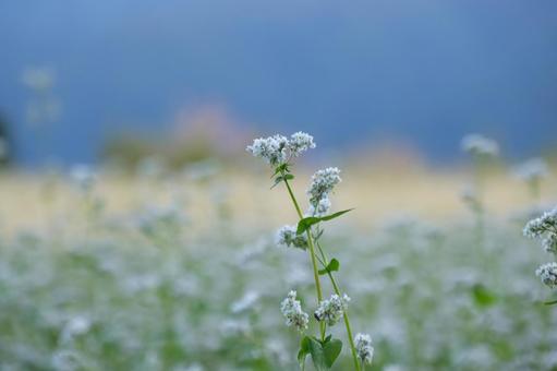 蕎麦の花 蕎麦の花の写真