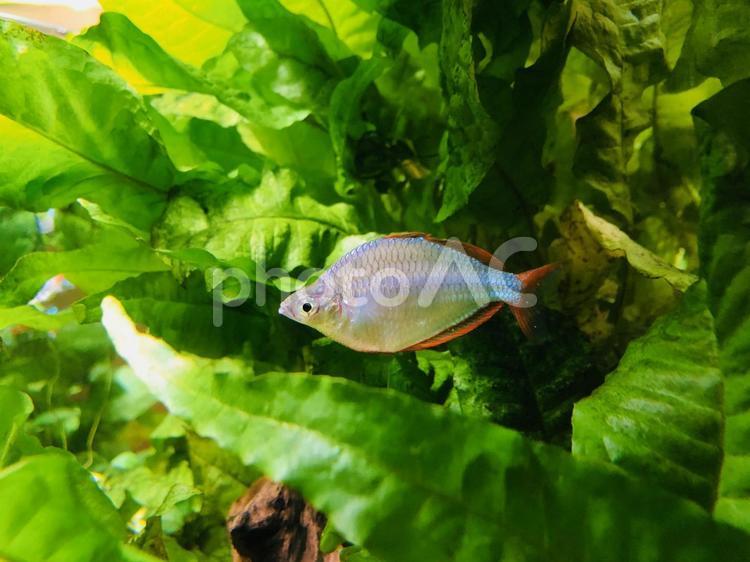 ネオンドワーフレインボー　熱帯魚　淡水魚 ネオンドワーフレインボー,ネオンドワーフ,魚の写真素材